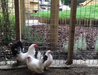 The chickens allow for the children to have first-hand experience of caring for animals.